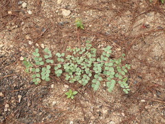 Hosackia crassifolia