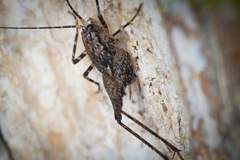 Pleioplectron hudsoni