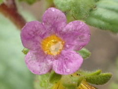 Phacelia keckii
