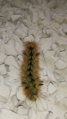 Lophocampa argentata