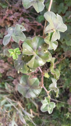 Pelargonium peltatum