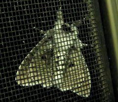 Lymantria nephrographa