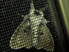 Lymantria nephrographa