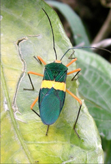 Paryphes