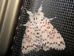 Lymantria nephrographa