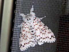 Lymantria nephrographa