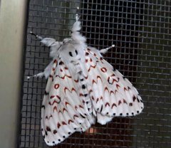 Lymantria nephrographa