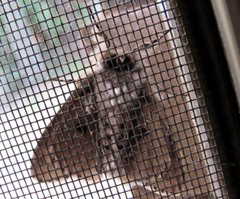 Lymantria nephrographa