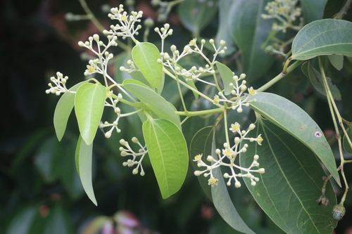 Cinnamomum