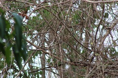 Granatellus venustus