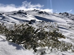 Nematolepis ovatifolia