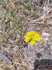 Cymopterus lemmonii