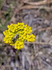 Cymopterus lemmonii