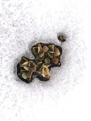 Nematolepis ovatifolia