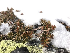 Podocarpus lawrencei