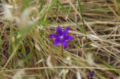 Brodiaea terrestris