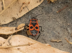 Pyrrhocoris apterus