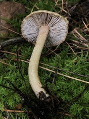 Inocybe flocculosa
