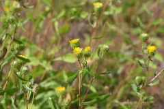 Grindelia nana