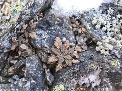 Chaerophyllum brevipes