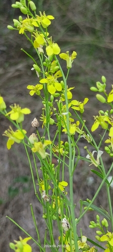 Sisymbrium volgense (Sisymbrium volgense)