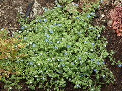 Nemophila menziesii