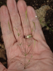 Meconella denticulata