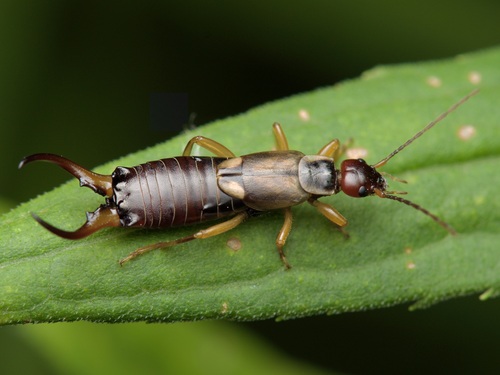 Forficula auricularia Linnaeus, 1758