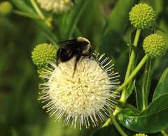Ptilothrix bombiformis