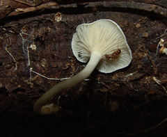 Clitocybe peralbida