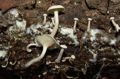 Clitocybe peralbida