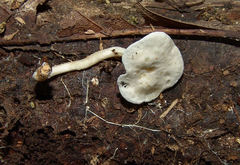 Clitocybe peralbida