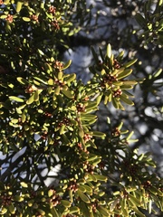Grevillea australis