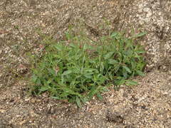 Silene lemmonii