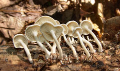 Clitocybe peralbida