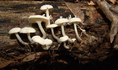 Clitocybe peralbida