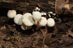 Clitocybe peralbida