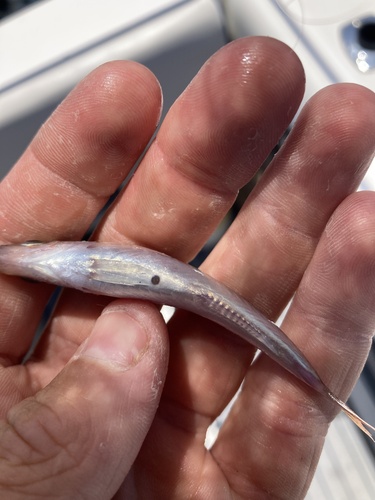 Rock cod (Sebastes jordani) — Sebastidae — 3