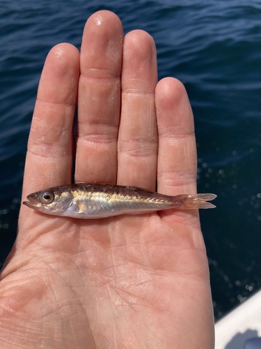Rock cod (Sebastes jordani) — Sebastidae — 5
