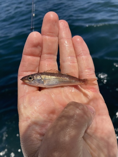 Rock cod (Sebastes jordani) — Sebastidae — 4