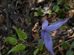 Clematis occidentalis grosseserrata
