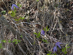 Clematis occidentalis grosseserrata