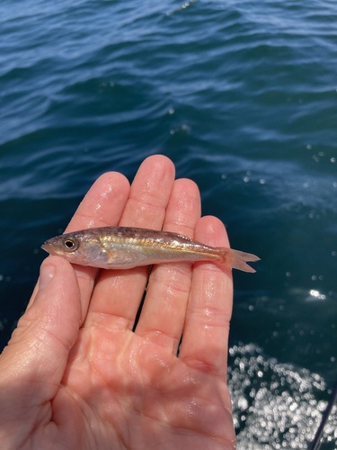 Rock cod (Sebastes jordani) — Sebastidae — 2