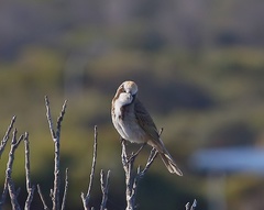 Gliciphila melanops