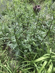 Salvia pentstemonoides