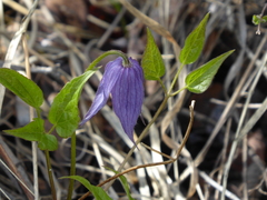 Clematis occidentalis grosseserrata