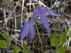 Clematis occidentalis grosseserrata