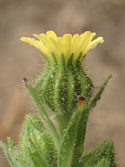 Madia gracilis gracilis