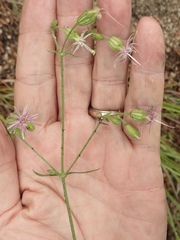 Silene lemmonii