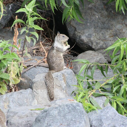 iNaturalist observation photo of California Ground Squirrel